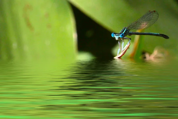 Dragon-fly — Stock Photo, Image