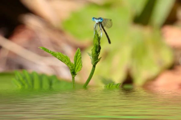 Libelle — Stockfoto