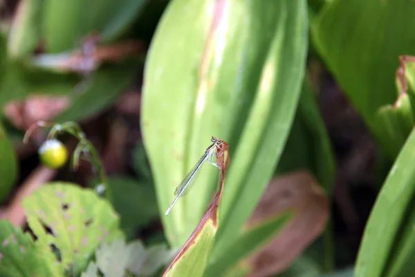 Mosca de dragón —  Fotos de Stock