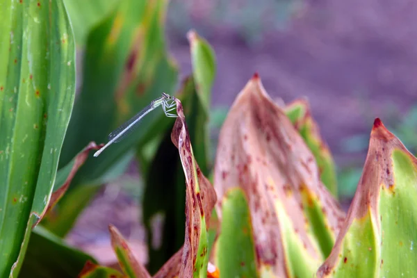 Dragon-fly — Stock Photo, Image