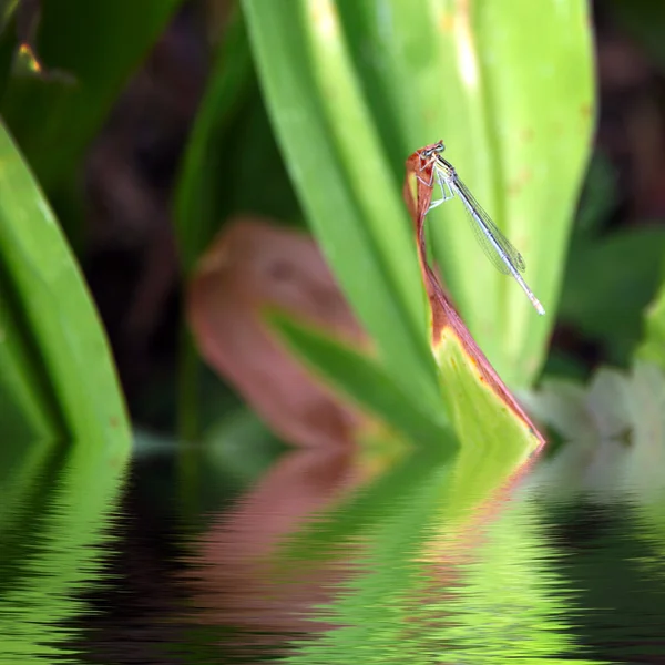 Dragon-fly — Stock fotografie