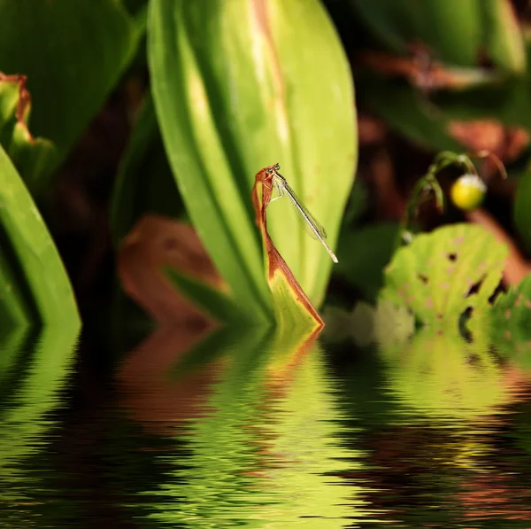 Dragon-fly — Stockfoto