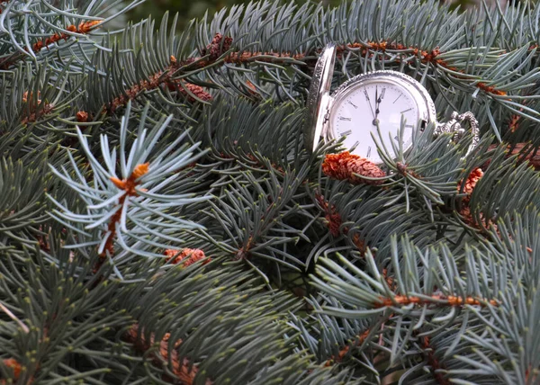 老式怀表放在一棵新年松树的枝头上 — 图库照片