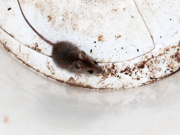 Gusztustalan Házi Egerek Csapdába Ragadozók Törés Háztartási Eszközök — Stock Fotó