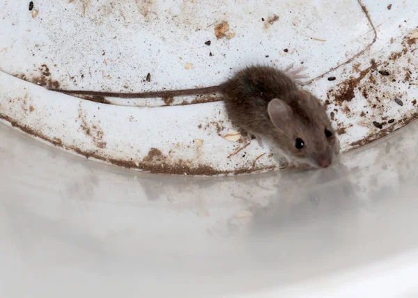 Walgelijke Huismuizen Gevangen Als Roofdieren Breken Huishoudelijke Gebruiksvoorwerpen — Stockfoto