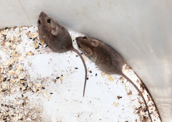 Walgelijke Huismuizen Gevangen Als Roofdieren Breken Huishoudelijke Gebruiksvoorwerpen — Stockfoto