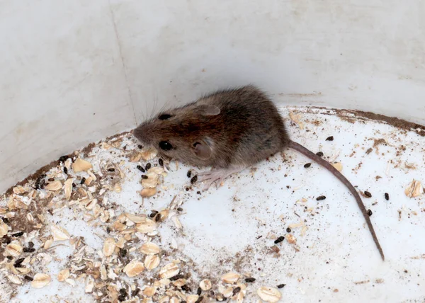 食肉动物诱捕令人恶心的家鼠破坏家用器皿 — 图库照片