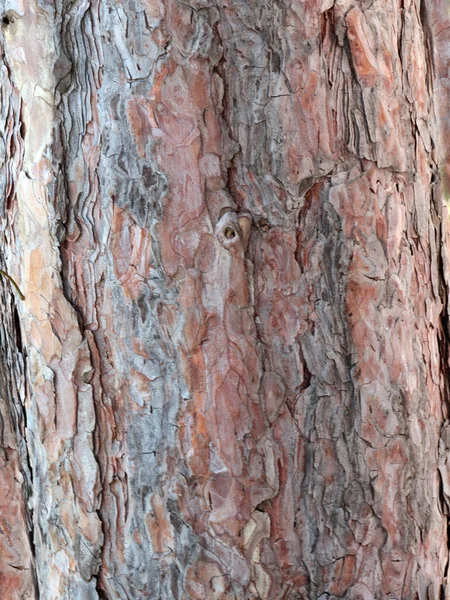 Modelli Squisiti Sulla Corteccia Vecchio Albero — Foto Stock