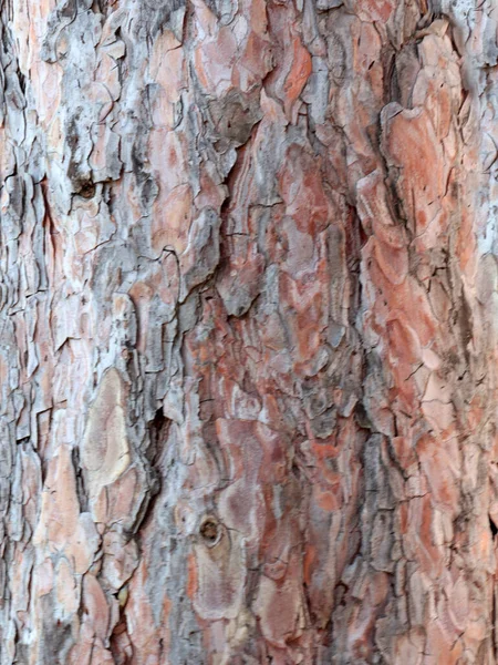 Exquisite Muster Auf Der Rinde Eines Alten Baumes — Stockfoto