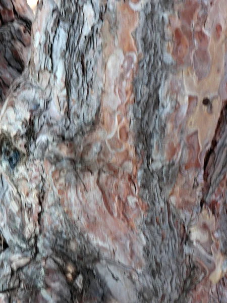 Изысканные Узоры Коре Старого Дерева — стоковое фото
