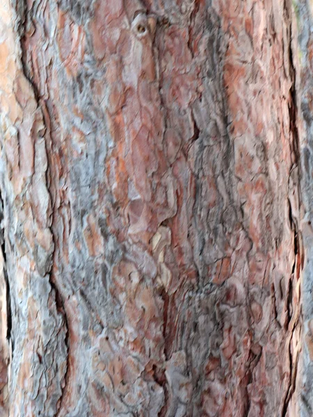 Вишукані Візерунки Корі Старого Дерева — стокове фото