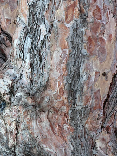 Motifs Exquis Sur Écorce Vieil Arbre — Photo