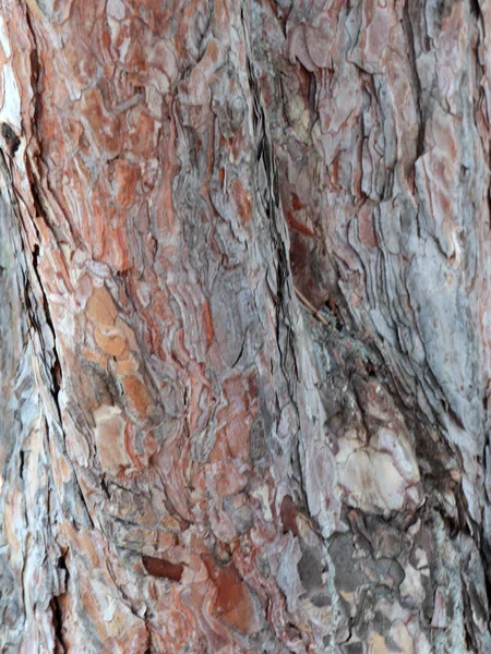 Εξαίσια Μοτίβα Στο Φλοιό Ενός Παλιού Δέντρου — Φωτογραφία Αρχείου