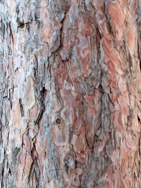 Wykwintne Wzory Krze Starego Drzewa — Zdjęcie stockowe
