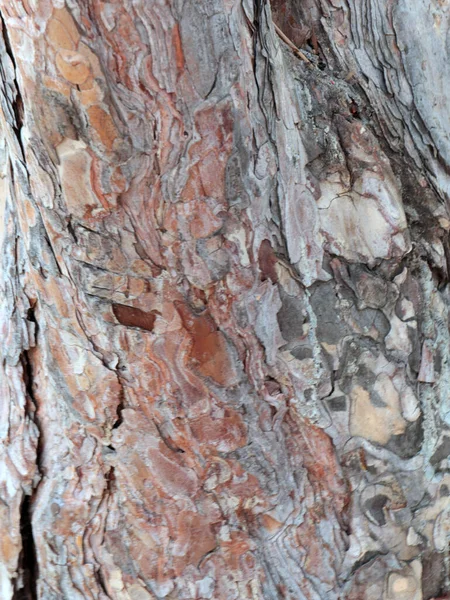 Exquisite Muster Auf Der Rinde Eines Alten Baumes — Stockfoto