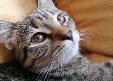 Evin bir parçası olarak küçük sevimli kedi yavrusu.