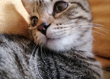 Evin bir parçası olarak küçük sevimli kedi yavrusu.