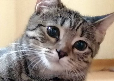 Evin bir parçası olarak küçük sevimli kedi yavrusu.