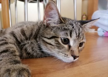 Evin bir parçası olarak küçük sevimli kedi yavrusu.