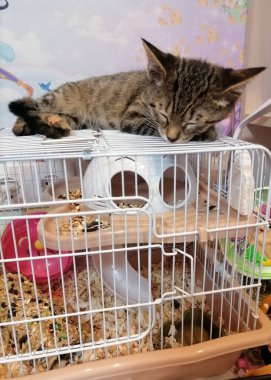 Evin bir parçası olarak küçük sevimli kedi yavrusu.