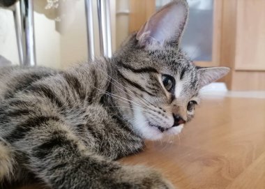 Evin bir parçası olarak küçük sevimli kedi yavrusu.