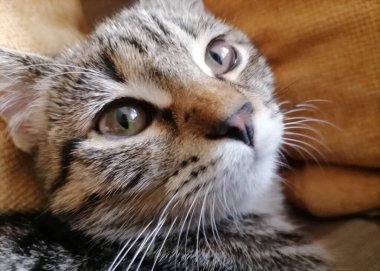 Evin bir parçası olarak küçük sevimli kedi yavrusu.