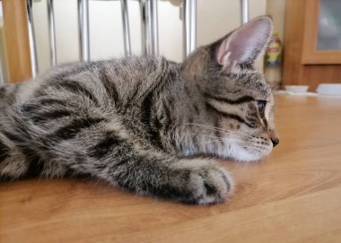 Evin bir parçası olarak küçük sevimli kedi yavrusu.