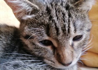 Evin bir parçası olarak küçük sevimli kedi yavrusu.