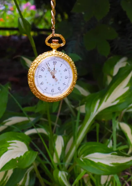 Orologio Tasca Antico Pianta Hosta Giardino Decorazione Prato — Foto Stock