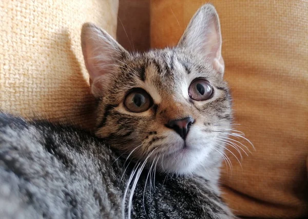 Lovely Little Kitten Part Household — Stock Photo, Image