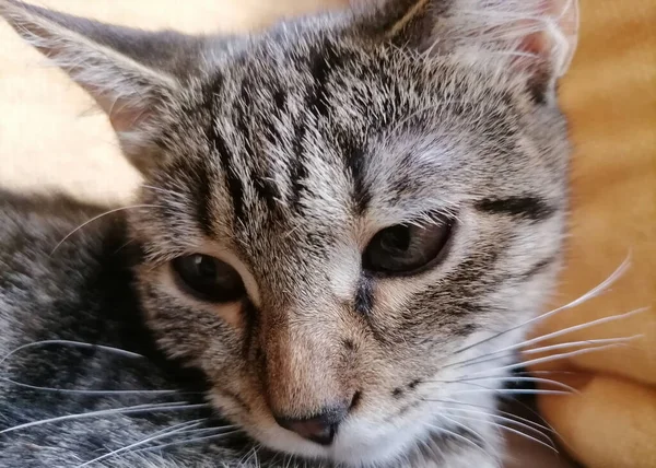 Gatinho Adorável Como Parte Agregado Familiar — Fotografia de Stock