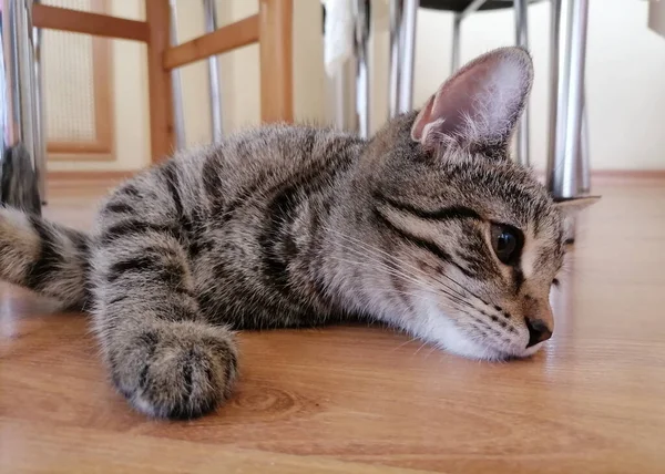 Mooi Klein Katje Als Onderdeel Van Het Huishouden — Stockfoto