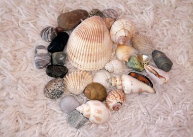 Tatil süslemelerinin bir parçası olarak bir sürü güzel deniz kabuğu.