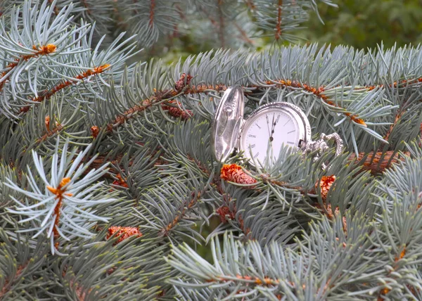 Ρολόι Τσέπης Αντίκα Ένα Κλαδί Χριστουγεννιάτικου Δέντρου — Φωτογραφία Αρχείου