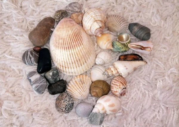 Egy Csomó Gyönyörű Kagyló Részeként Nyaralás Dekoráció — Stock Fotó