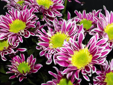 Bahçe bahçesinde güzel koyu kırmızı kasımpatılar