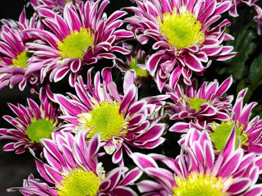 Bahçe bahçesinde güzel koyu kırmızı kasımpatılar