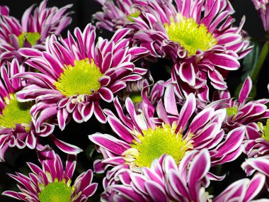 Bahçe bahçesinde güzel koyu kırmızı kasımpatılar