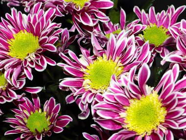 Bahçe bahçesinde güzel koyu kırmızı kasımpatılar