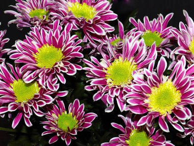 Bahçe bahçesinde güzel koyu kırmızı kasımpatılar