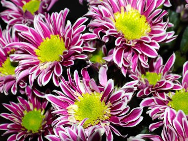 Bahçe bahçesinde güzel koyu kırmızı kasımpatılar