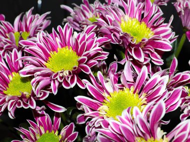 Bahçe bahçesinde güzel koyu kırmızı kasımpatılar