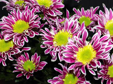 Bahçe bahçesinde güzel koyu kırmızı kasımpatılar