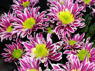 Bahçe bahçesinde güzel koyu kırmızı kasımpatılar