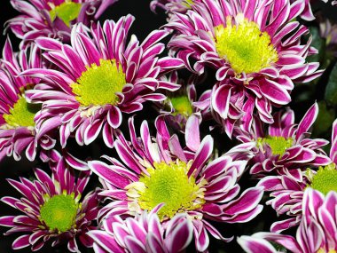 Bahçe bahçesinde güzel koyu kırmızı kasımpatılar