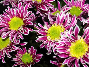 Bahçe bahçesinde güzel koyu kırmızı kasımpatılar