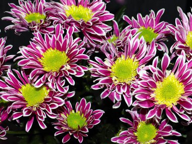 Bahçe bahçesinde güzel koyu kırmızı kasımpatılar