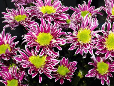 Bahçe bahçesinde güzel koyu kırmızı kasımpatılar