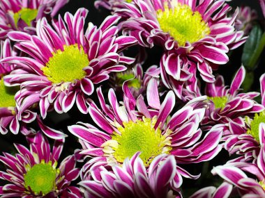 Bahçe bahçesinde güzel koyu kırmızı kasımpatılar