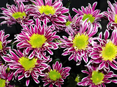 Bahçe bahçesinde güzel koyu kırmızı kasımpatılar